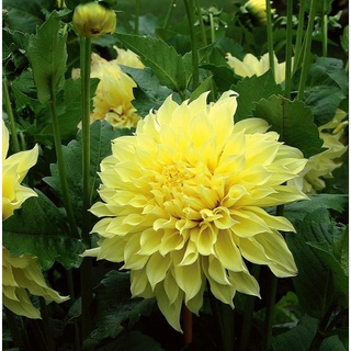 1 หัว/ออเดอร์ รักเร่ Dahlia สายพันธุ์ Sun Glow หัวรักเร่