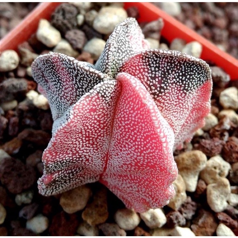 Astrophytum myriostigma 'KOUYOU' 10เมล็ด.-99