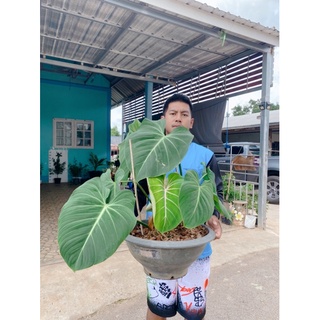 philodendron gloriosum ก้านแบนกระถางใหญ่ตามภาพ