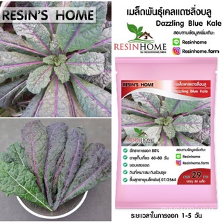 ผู้ผลิตเมล็ดพันธุ์/เมล็ดพันธุ์เคลแดซลิ่งบลู เคลหายยาก - Dazzling Blue Kale/อินทรีย์ คละ สวนครัว ดอก