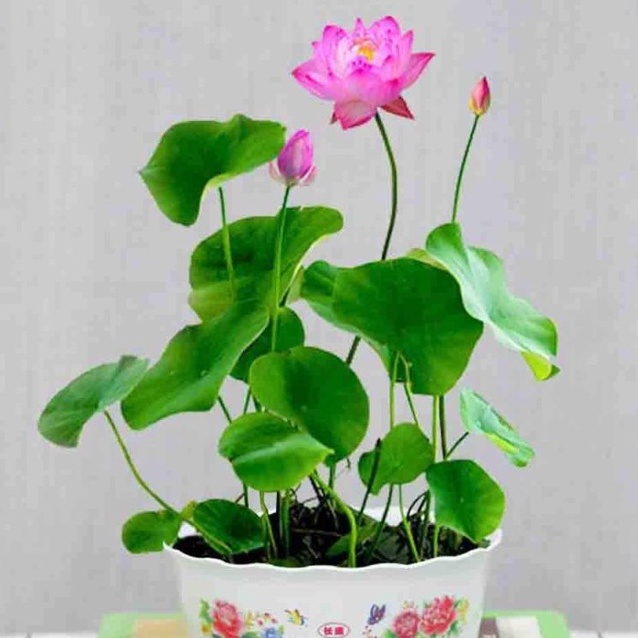 บัวจิ๋ว บัวญี่ปุ่น ถูกที่สุด 10 บ. เมล็ดพันธุ์บัวจิ๋ว 2 เมล็ด งอกง่าย หายาก ดอกสวย