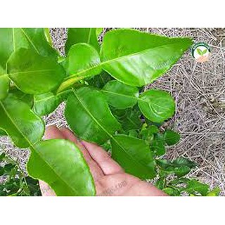 ใบมะกรูด ใบมะกรูดปลอดสารพิษ เก็บสดใหม่จากสวนทุกออเดอร์ -Fresh and clean kaffir lime leaves