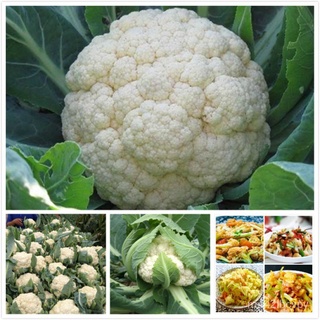 (ปลูกง่าย/เมล็ด)1แพ็ค เมล็ดพันธุ์ กะหล่ำดอก Cauliflower Seeds บรรจุ  เมล็ด เมล็ดพันธุ์ผัก ผักออแกนิค พันธุ์ผั