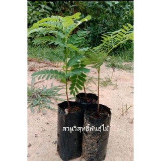 ต้นมะขามเปรี้ยวยักษ์ 🌳1ชุด4ต้น100บาท