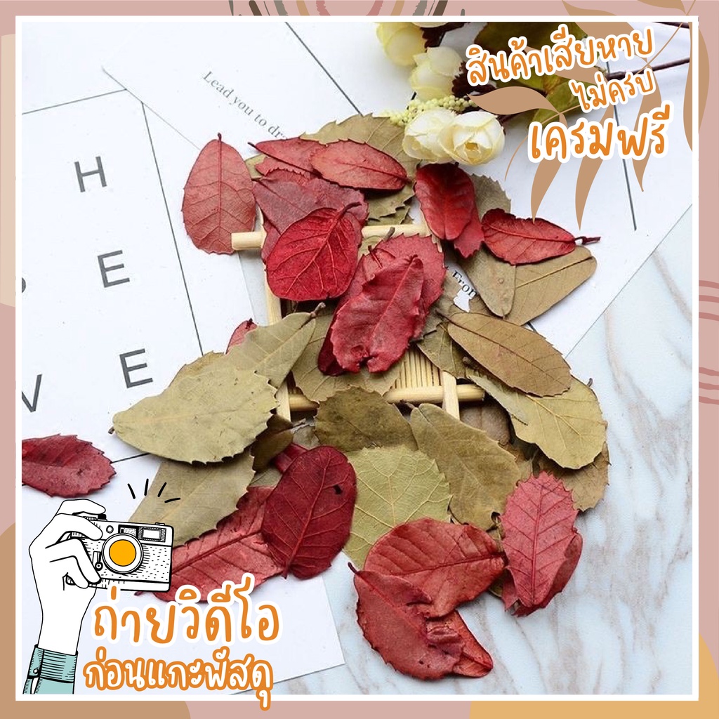 (พร้อมส่งจากไทย) ใบไม้จริงนำเข้า ใบไม้เเห้งตกเเต่ง ชุดละ5ใบ