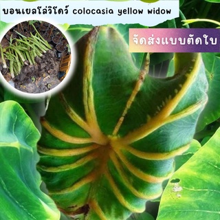 1 ต้น colocasia yellow widow หรือราชินีฟาโรห์เหลือง กระดูกใบเหลืองสวย เด่น ส่งแบบตัดใบออก สินค้าพร้อมจัดส่ง