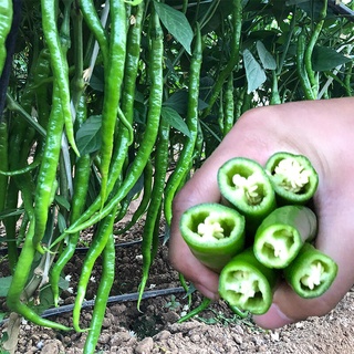 พันธุ์ พริกไทยเส้นยาว บรรจุ   Long Chilli Seeds Pepper Vegetable Seeds ผักออแกนิค ต้นไม้มงคล ดอกไม้ เมล็ดพันธุ์ โรงงาน