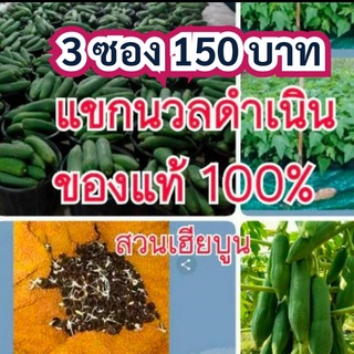 🔥เก็บโค้ดหน้าร้าน🔥 เมล็ดมะละกอ แขกนวลดำเนิน 150+ เมล็ด (3 g) เมล็ดพันธุ์มะละกอ  ลูกดก มะละกอ
