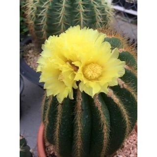 กลีบมะเฟืองทองไม้เมล็ด ต้นใหญ่มาก(Notocactus warasii)สวยๆ ไซต์ให้ดอก