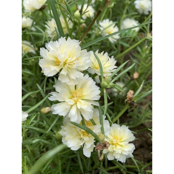 แพรเซี่ยงไฮ้ ลิสเติ้ลสเปียมิ้น สีใหม่ 20กิ่ง 60฿