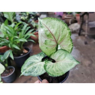 ต้นเงินไหลมา​ ซิงโกเนีย​ ทียี่สิบสี่ Syngonium T24