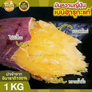 มันหวานญี่ปุ่น เบนิฮารุกะ 1kg มันญี่ปุ่นหวาน มันญี่ปุ่น มันหวาน มันเทศ มันหวานญี่ปุ่นแท้ มันญี่ปุ่นแท้ มันเทศญี่ปุ่น