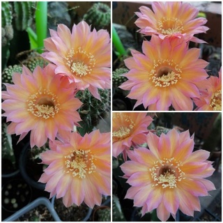 กระบองเพชร cactus โบลิเวียหน่อเด็ดสด Echinopsis RK21 สีใหม่สวยหวานๆ  ขนาด  3 ซม.-4 ซม. #Echinopsis