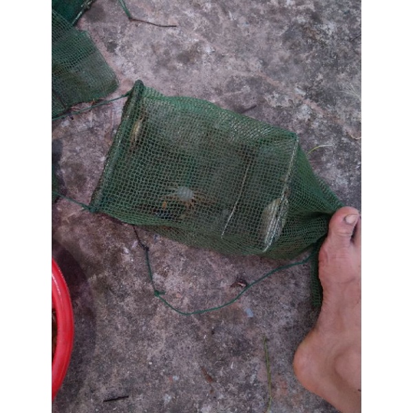 ดักปูทองแดงตอนเหนือที่ดีขึ้น CRAB TRAP, COPPER CRAB TRAP