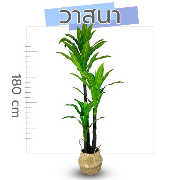 พร้อมส่ง!! VG ต้นไม้ปลอมคุณภาพสูง วาสนา 180 ซม.