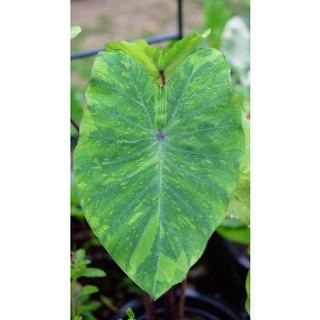 [Update เพิ่ม‼️] Colocasia lemon lime gecko กระถาง5นิ้ว