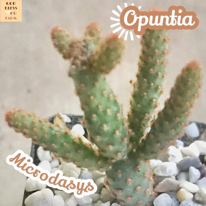 [หูกระต่ายแคระ] Opuntia Microdasys ส่งพร้อมกระถาง แคคตัส Cactus Succulent ไม้อวบน้ำ พืชอวบน้ำ หนาม โขด ทะเลทราย