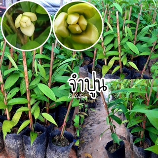 ต้นจำปูน🌱ไม้ทรงพุ่ม ดอกคล้ายดอกนมแมว(รับประกันสินค้าชำรุดเสียหาย)