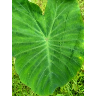 หน่อ Colocasia Green Freckled ด่างลายสวย หน่อดำ ลำต้นดำ หายากมากกก มีจำกัด ส่งฟรี ทั่วไทย