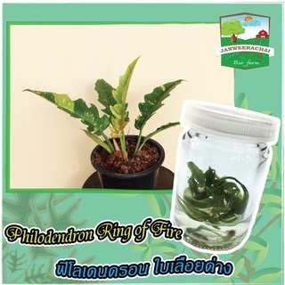 🔥ใบเลื่อยด่าง🍀philodendron ring of fire☘️ด่างทุกต้น🔥ชุด5 ต้น🔥ถูกสุดๆราคาส่ง🔥