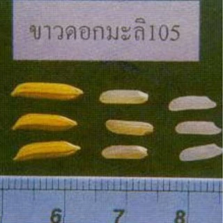 🌾(1 กก.)🌾 [ เก็บเกี่ยว 14 พ.ย. 68 ] ข้าวเปลือกหอมมะลิใหม่⚡คัดพิเศษ ♨️ตราดีไรซ์ ข้าวขาวดอกมะลิ105 DeeRice