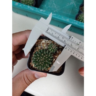 ยิมโนคริส (gymnocalycium cristata) ไม้เมล็ดคละหน้าไม้