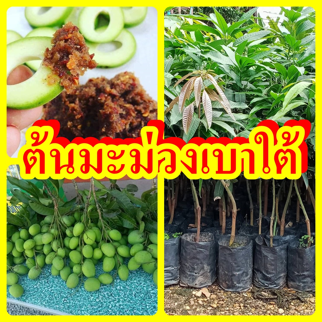 ต้นมะม่วงเบาใต้ รสชาติเปรี้ยวจี๊ด เจือกลิ่นหอมบางๆ ฉ่ำน้ำ ต้นพันธุ์เสียบยอดสูง 30-40 ซม.รับประกันพันธุ์แท้ 100%
