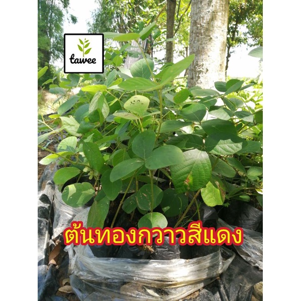 ต้นทองกวาว​ดอก​สีแดง​ ทองกวาว​ ต้นทองกวาว​
