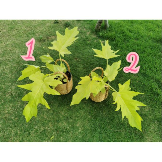 My Image 11