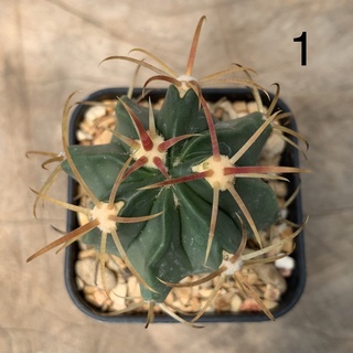 เฟอโรเล็บเหยี่ยว (Ferocactus)