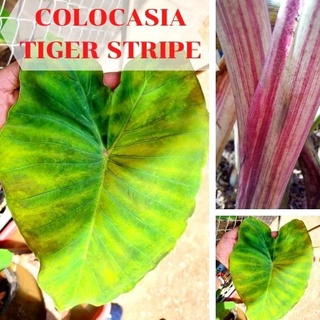 1 ต้น Colocasia Tiger Stripe บอนลายเสือ บอนป่าหายาก ลายต้นสวยชัด ลายใบโดดเด่น ปลูกประดับสวยงาม ส่งแบบตัดใบ