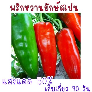 ขายดี สวนครัว/พริกหวานยักษ์สเปน Palermo Capsicum 30 เมล็ด/เมล็ด เมล็ดพันธุ์ ต้น