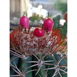 ฝักเมโล (Melocactus)