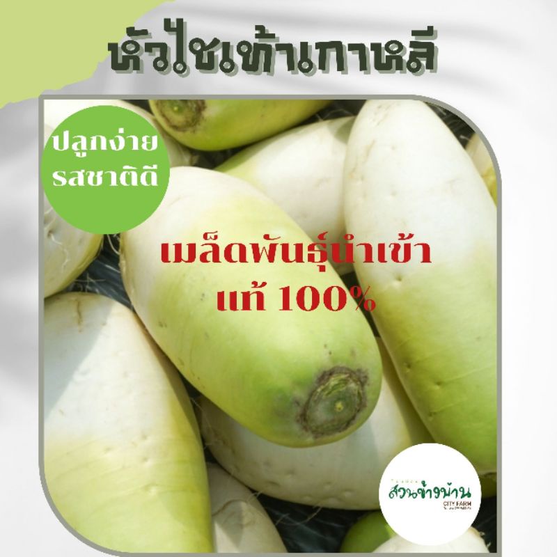 หัวไชเท้าเกาหลี/หัวบู 40+เมล็ด