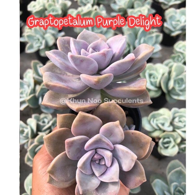 #GraptopetalumPurpleDelight
#กระบองเพชรน่ารักๆ
#กระบองเพชรเลี้ยงง่าย
#สินค้าพร้อมส่ง
#ต้นไม้