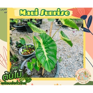 โคโลคาเซีย เมาอิซันไรซ์ มูอิซันไรส์🌱(Colocasia Maui Sunrise) สั่งขั้นต่ำ 3 ต้นขึ้นไป คละชนิดได้จ้า