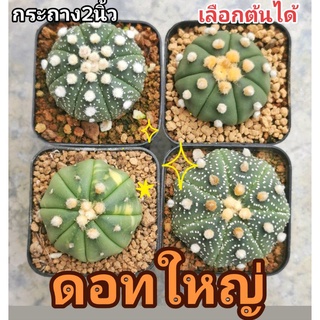 แอสโตร​ไ​ฟตั้​ม​ ดอทใหญ่​ #แคสตัส castus​ astrophytum แอสโตร แอสโตร​ไ​ฟตั้​ม แอสโตรไฟตัม กระบองเพชร แอสโตรวี