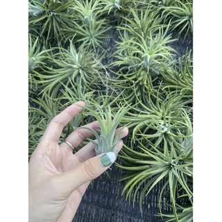 🔥🔥Tillandsia Ionantha  Box set จำนวนกล่องละ 50 ต้น