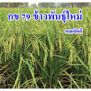 พันธุ์ข้าวกข79ข้าวพันธุ์ใหม่พื้นอ่อนให้ผลผลิตสูง น้ำหนัก1กิโลกรัม