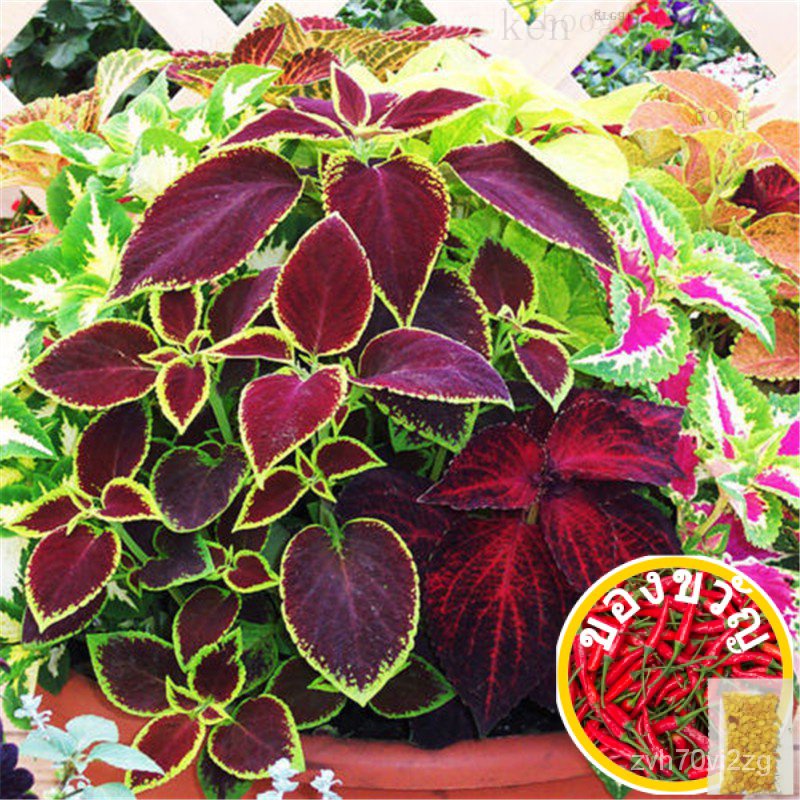 50 Pcs Rare Mix Coleus Seeds Lithops Seeds Garden Colorful Flowers