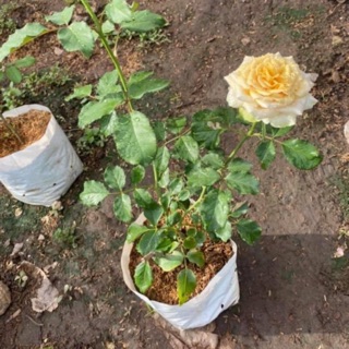 กุหลาบสีทอง โกเด้นมาสตาร์ท Golden Mustard rose