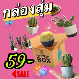 [59฿]กล่องสุ่มแคคตัส ต้นแคคตัส ตันกระบองเพชร