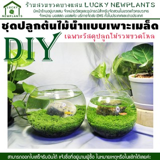 ชุดปลูกไม้น้ำ DIY เพาะเมล็ดไม้น้ำ สินค้านี้เป็นชุดวัสดุปลูกไม่รวมขวดโหล