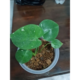 《ซื้อ 5 แถม 1》monstera thai con. ใบด่างเนื้อเยื่อ 🍃🍃