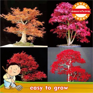 ต้นไม้นำโชค 50 เมล็ด Japanese Red Maple Seeds ต้นเมเปิ้ล เมล็ดพันธุ์ พันธุ์ไม้หายาก ต้นไม้ฟอกอากาศ ต้นไม้มงคล