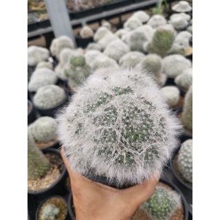 กระบองเพชร cactus แมมขนแมวผสมขนแกะ Mammillaria plumosa hybrid ในกระถาง 4 นิ้ว สวยคุ้มราคา