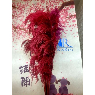 Rarin ดอกแขม (สีเเดงเข้ม 5 ก้าน)  สุดหรูสไตล์ยุโรป  ไม่ร่วง ใส่แจกัน หรือ พร๊อพถ่ายรูป