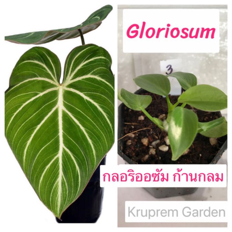 กลอริออซัม ก้านกลม Philodendron gloriosum round form