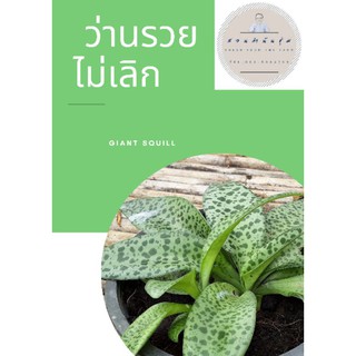 ว่านรวยไม่เลิก (Giant Squill) ไม้มงคลเรียกทรัพย์ กระถาง 6" จำนวน 1 ต้น