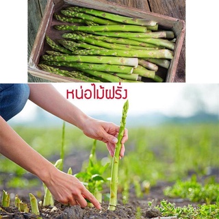 （อัตราการปลูกสูง）ผักออแกนิค เมล็ดพันธุ์ผัก หน่อไม้ฝรั่ง Asparagus Seeds เมล็ดพันธุ์ผัก ไม้ประดับ เมล็ดพันธุ์ ต้นไม้ Plan